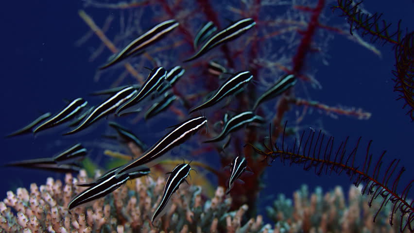 Engineer Goby - Violet Sea Fish and Coral