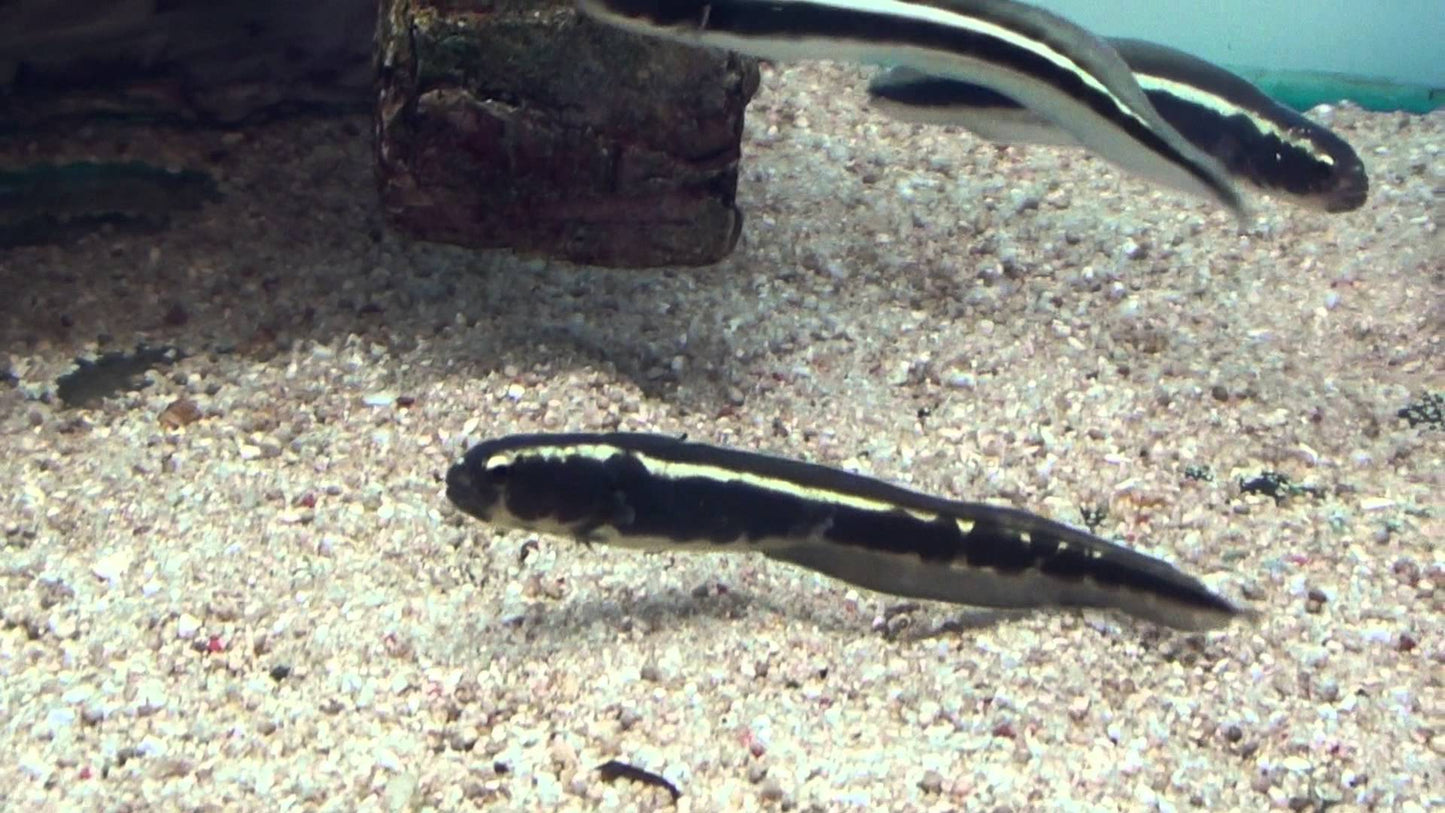 Engineer Goby - Violet Sea Fish and Coral