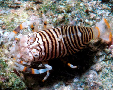 Bumble Bee Shrimp - Violet Sea Fish and Coral