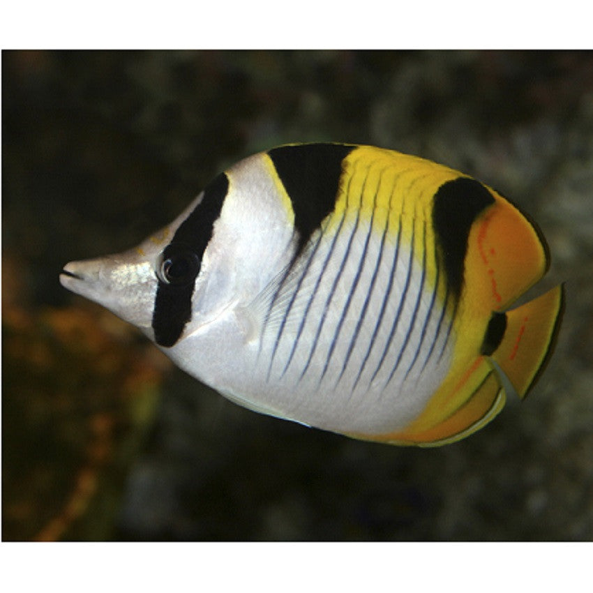 Double Saddle Butterflyfish - Violet Aquarium