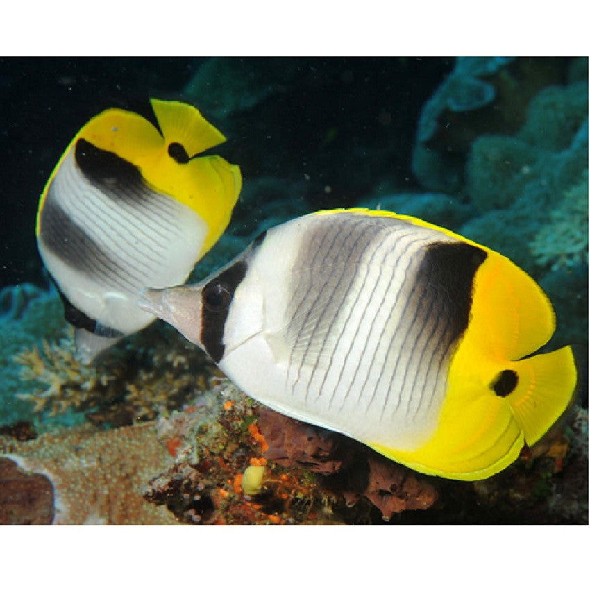 Double Saddle Butterflyfish - Violet Aquarium