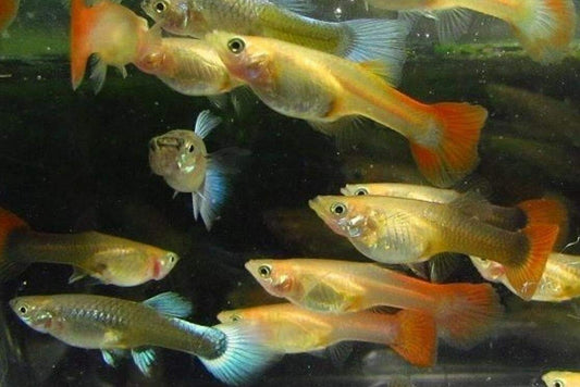 Assorted Female Guppies Maldives Breed