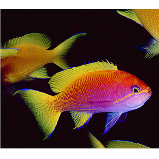 Bimaculatus Anthias - Violet Aquarium