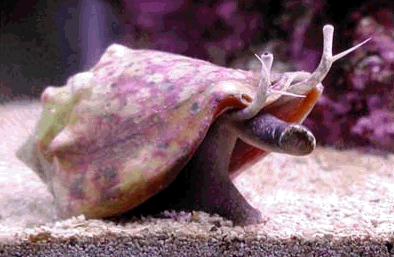 Fighting Conch Snail - Violet Aquarium