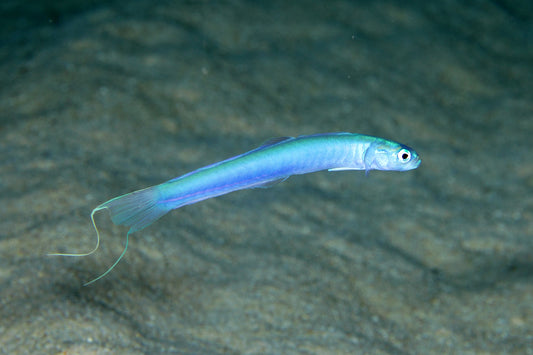 Filamented Dartfish - Violet Sea Fish and Coral