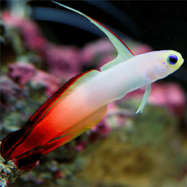 Firefish Goby - Violet Aquarium