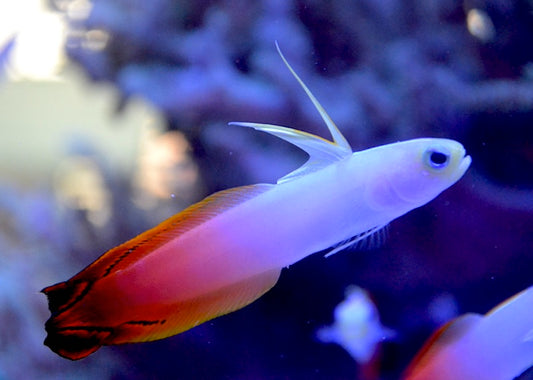 Firefish Goby - Violet Aquarium