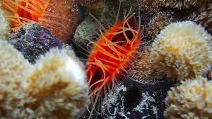 Flame Scallop - Violet Sea Fish and Coral