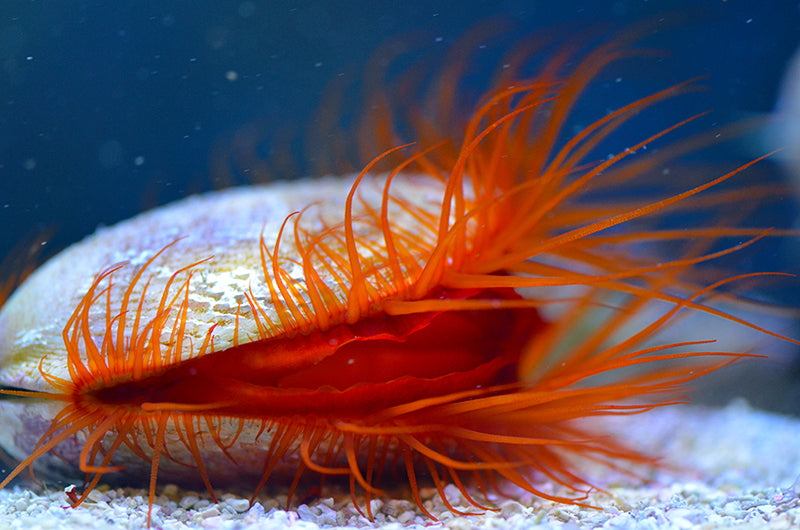 Flame Scallop - Violet Sea Fish and Coral