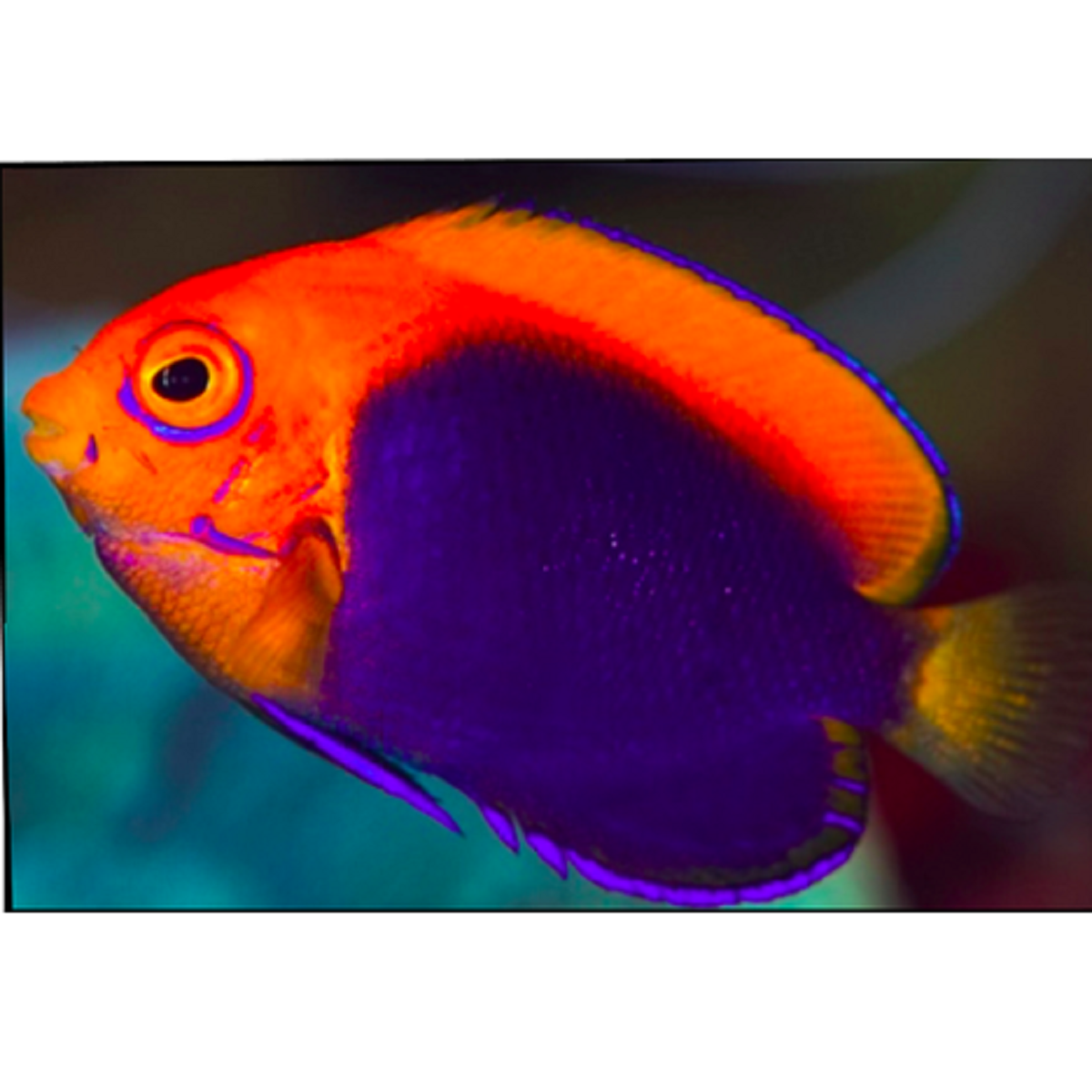 Flameback Angelfish (Africa) – Violet Aquarium