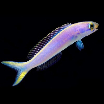 Flashing Tilefish Size: 4” to 5”