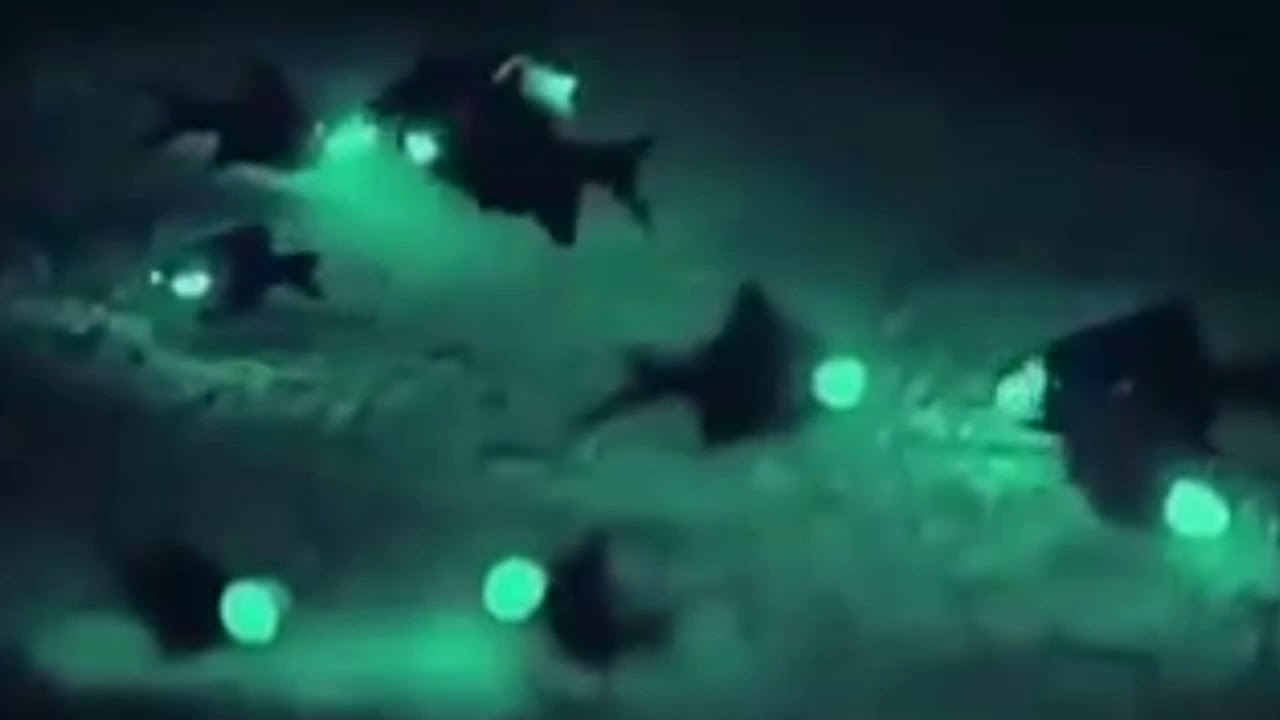 Flashlight Fish Size: M 2" to 3"