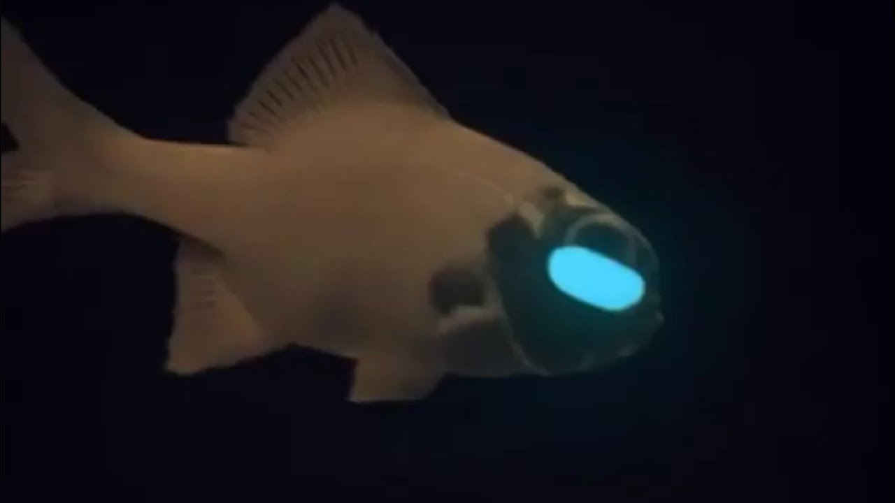 Flashlight Fish Size: M 3" to 4"