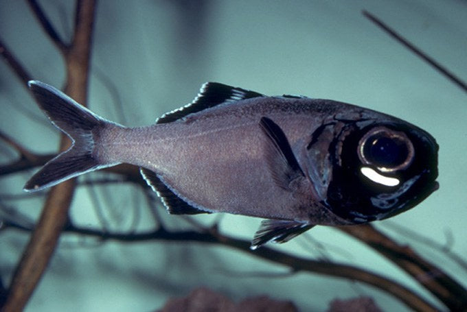 Flashlight Fish Size: M 3" to 4"