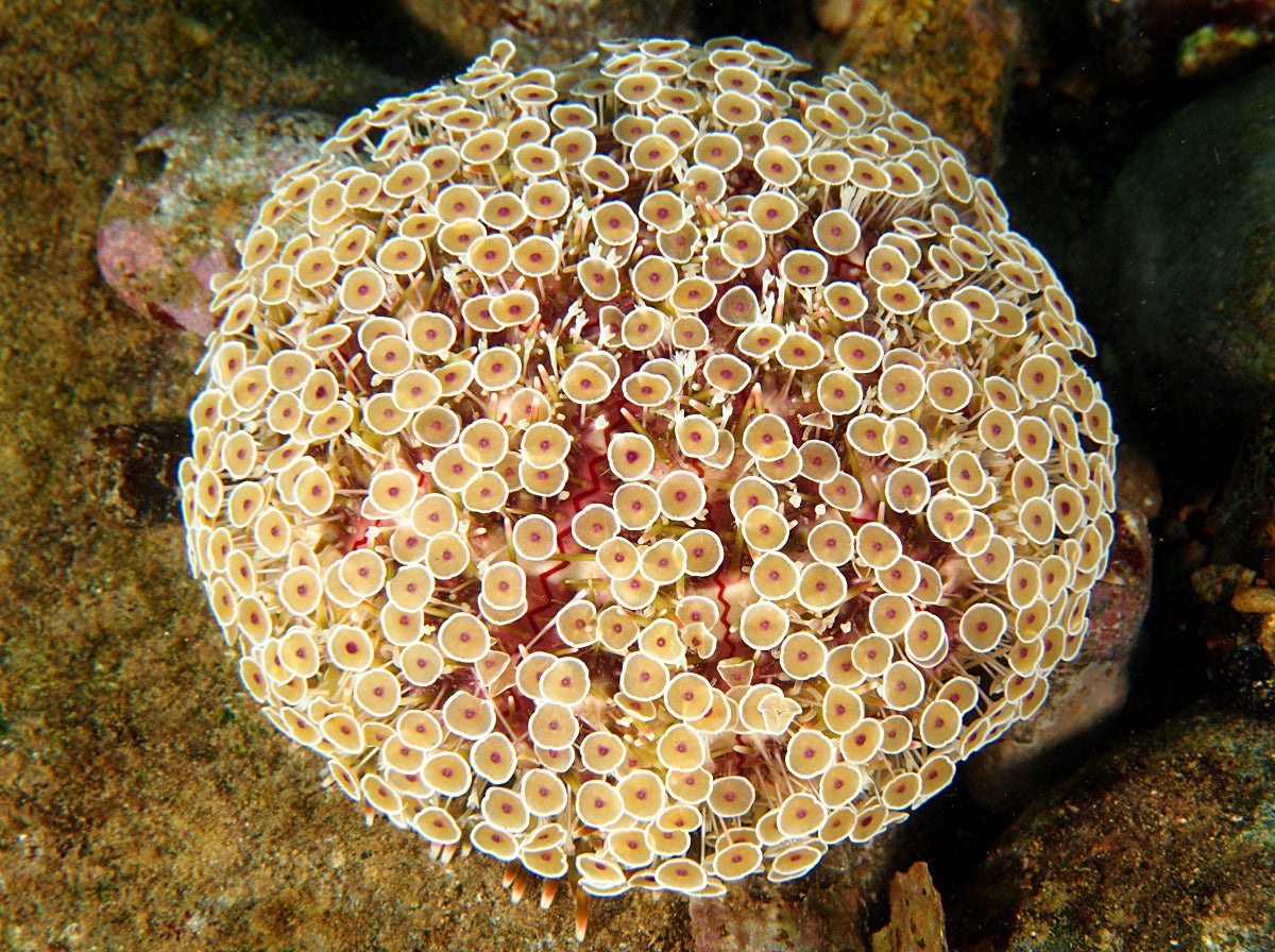 Flower Sea Urchin - Violet Sea Fish and Coral