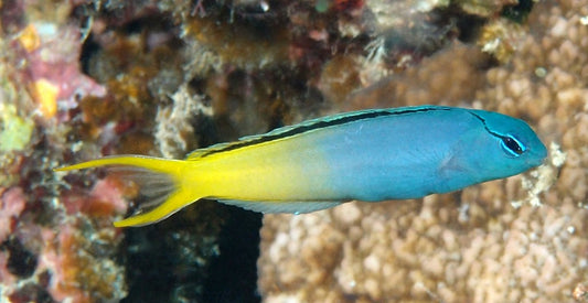 Forktail Blenny - Violet Sea Fish and Coral