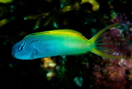 Forktail Blenny - Violet Sea Fish and Coral