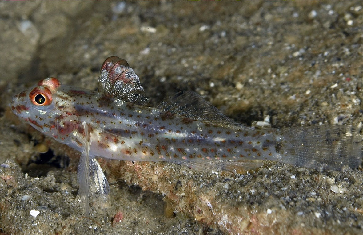 Goby Fish Translucent Cave Transparent Fusi Cleaner Goby Size: M 1.5