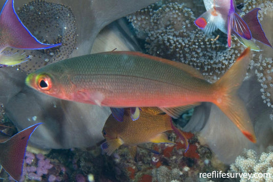 Red Eyed Fusilier Fish (Unique) - Violet Aquarium