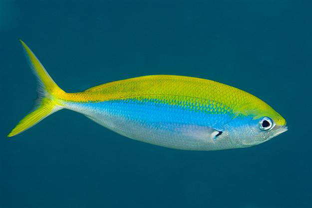 Yellowback Fusilier Fish (Unique)