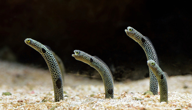 Garden clearance eel care