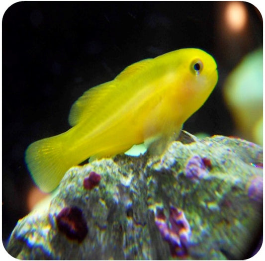 Yellow Clown Goby