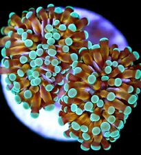 cristata torch coral - Violet Sea Fish and Coral