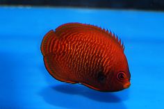Golden Angelfish - Violet Sea Fish and Coral