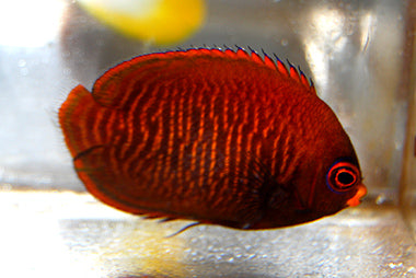 Golden Angelfish - Violet Sea Fish and Coral