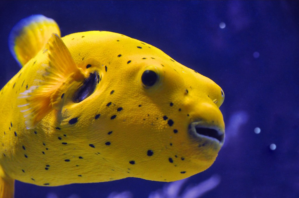 Golden Pufferfish - Violet Sea Fish and Coral