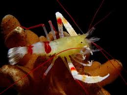 Golden Coral Banded Shrimp - Violet Sea Fish and Coral
