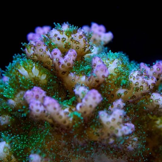 Damicornis Coral (Pink/Green) - Violet Sea Fish and Coral