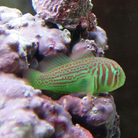 Green Clown Goby - Violet Sea Fish and Coral