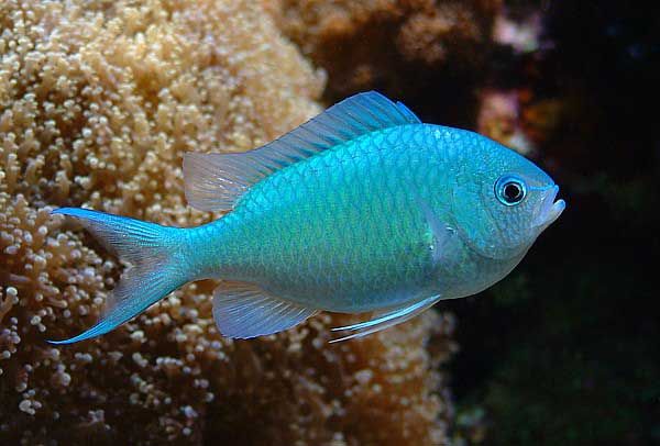 Scrom Fish Green Chromis Fish Size: S 1