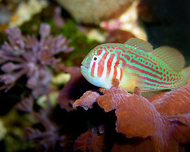 Green Clown Goby - Violet Sea Fish and Coral