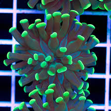 Glabrescen Coral (Green w/Green Tips) - Violet Sea Fish and Coral