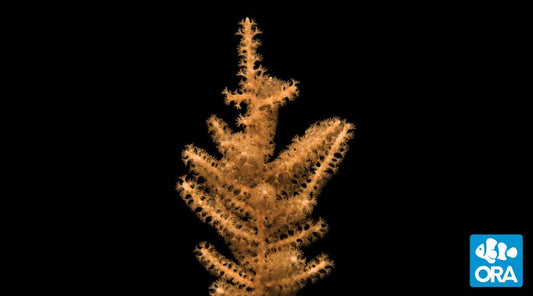 ORA Farm Grubes Gorgonian Coral - Violet Sea Fish and Coral