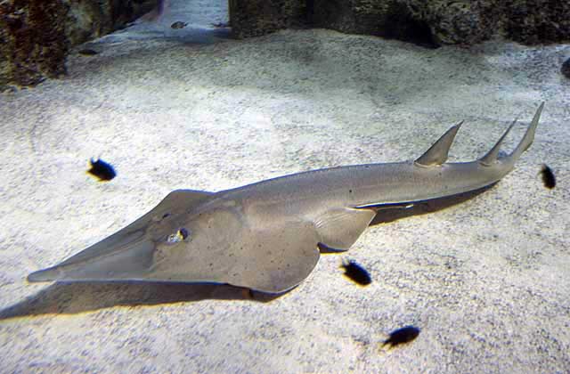 Clear Nose Guitarfish