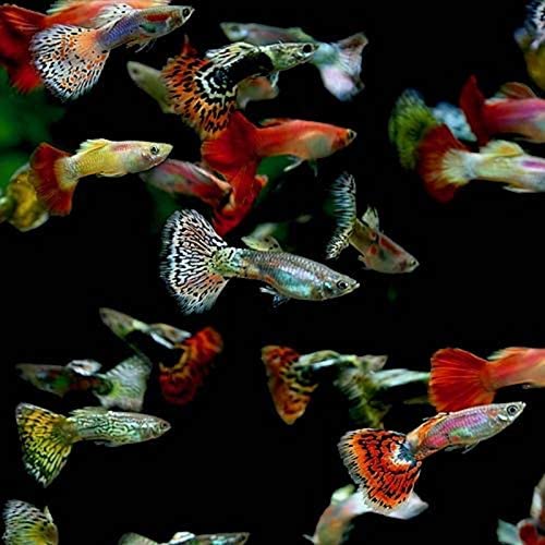 Assorted Male Guppies (Group of 6 Maldives Special Grade) Size: ML 1"