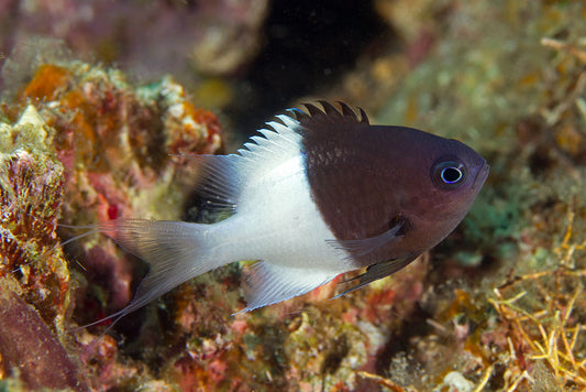 Bicolor Chromis - Violet Sea Fish and Coral