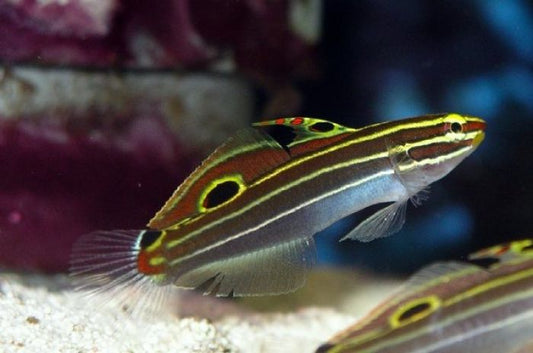 Hector's Goby - Violet Sea Fish and Coral