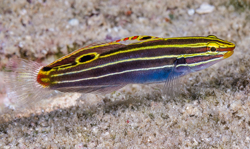 Hector's Goby - Violet Sea Fish and Coral