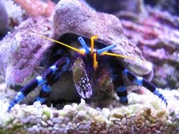 Hermit Crab - Violet Aquarium