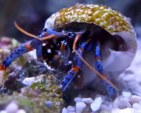 Hermit Crab - Violet Aquarium