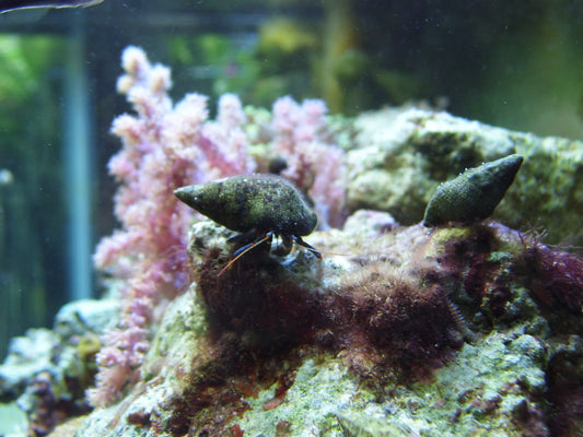 Hermit Crab - Violet Aquarium