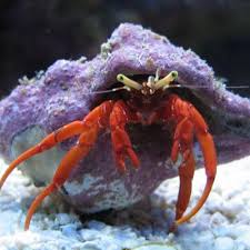 Red Legged Hermit Crab - Violet Aquarium