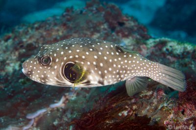 Stars and Stripes Pufferfish - Violet Aquarium