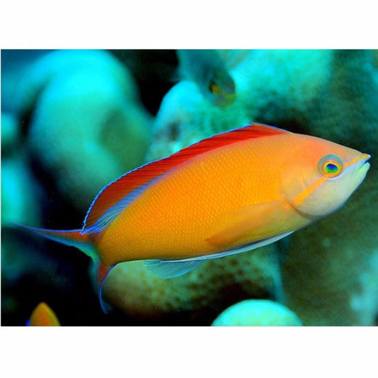 Ignitus Anthias - Violet Aquarium