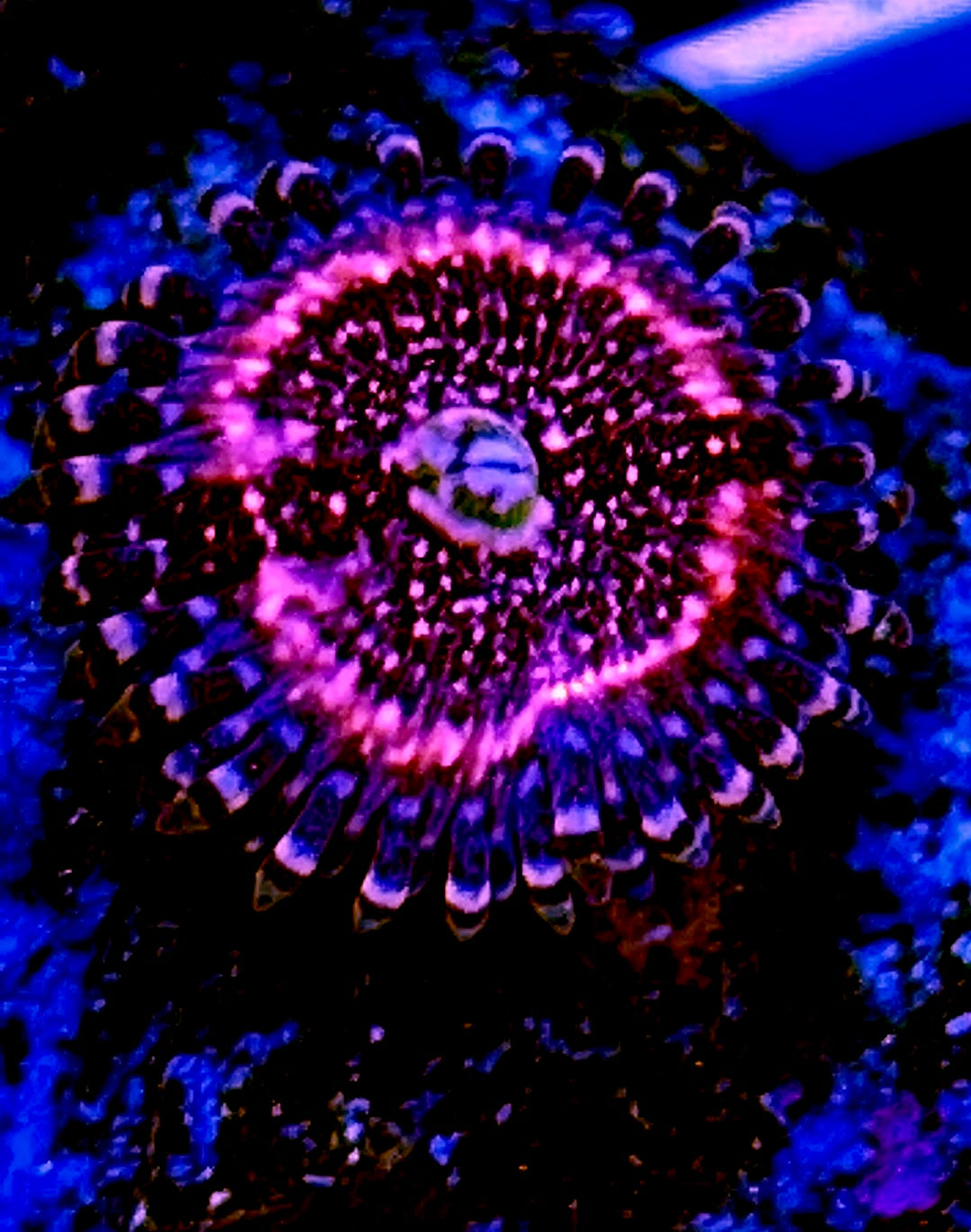 Armor of God Paly - Violet Aquarium 