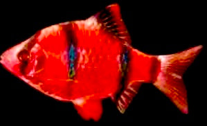 Starfire Red Barb